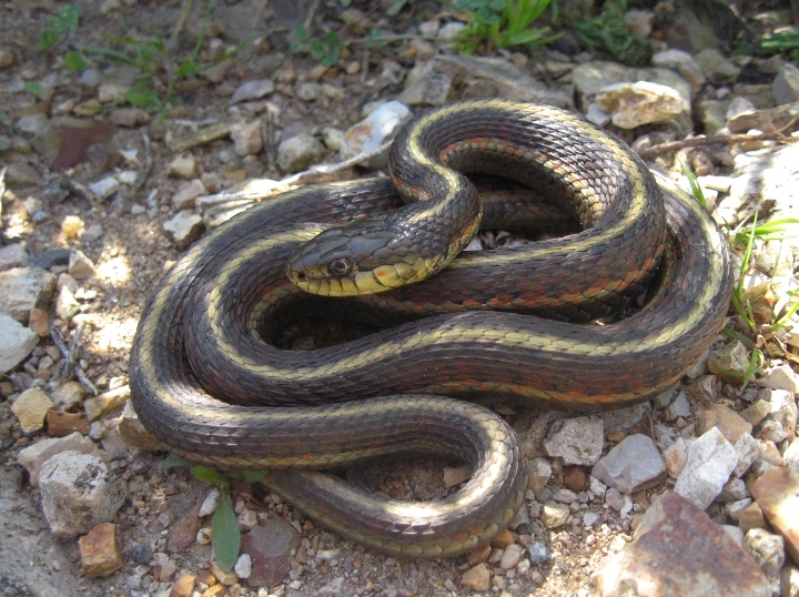 Coast Garter Snake